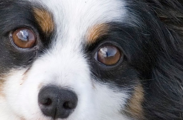 Epagneul Nano Continentale Papillon