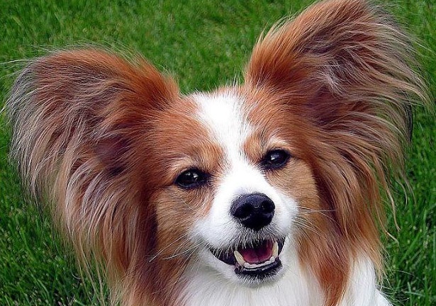 Epagneul Nano Continentale Papillon