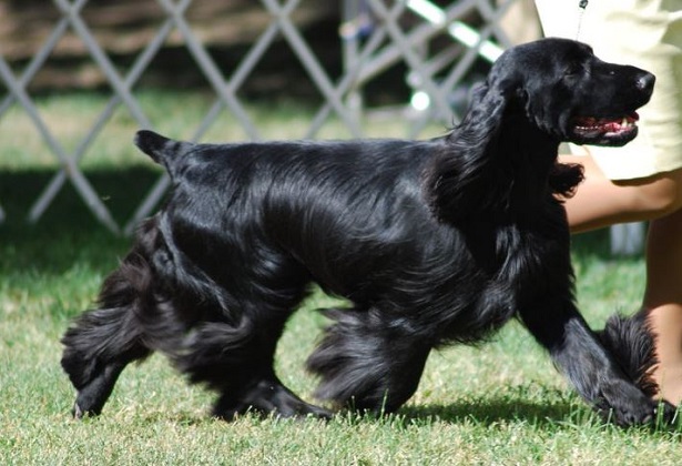 field spaniel