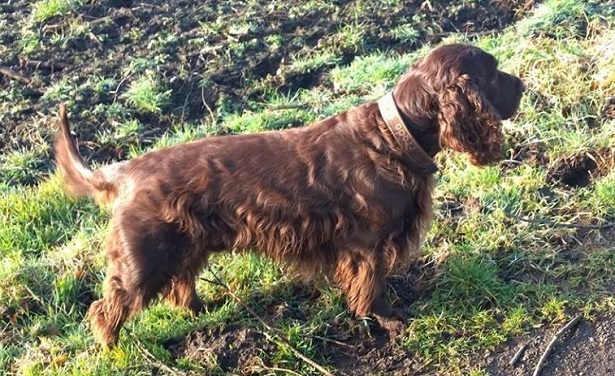 field spaniel