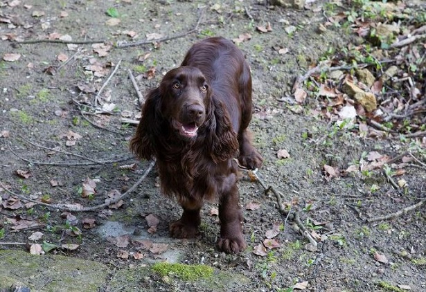 field spaniel
