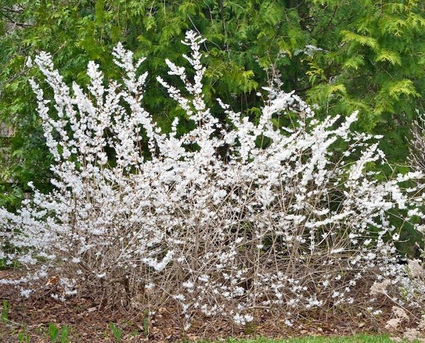 forsizia bianca forsizia bianca