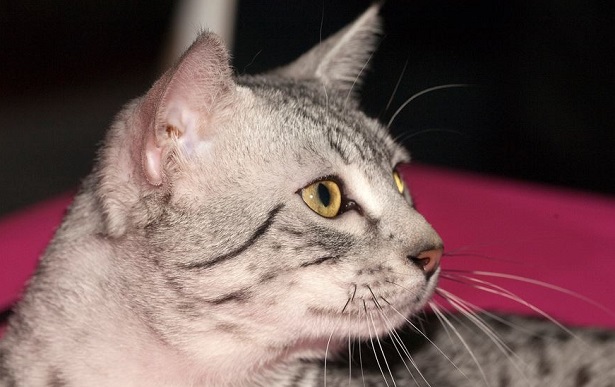 gatto mau egiziano