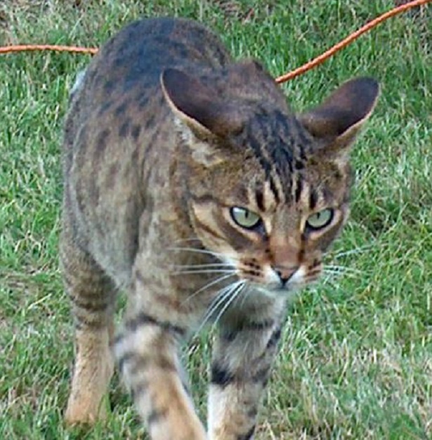 gatto ocicat