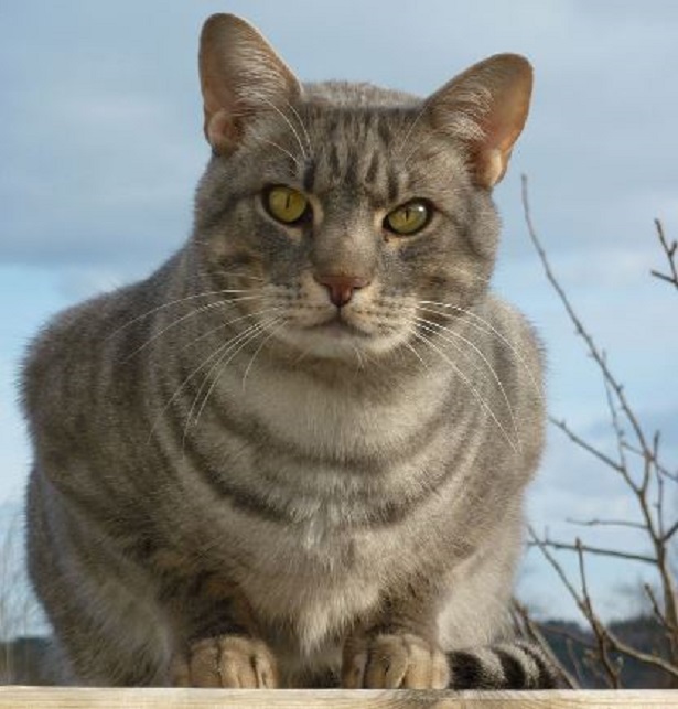 gatto ocicat