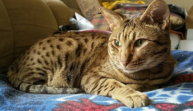 gatto ocicat