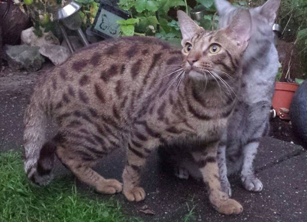 gatto ocicat
