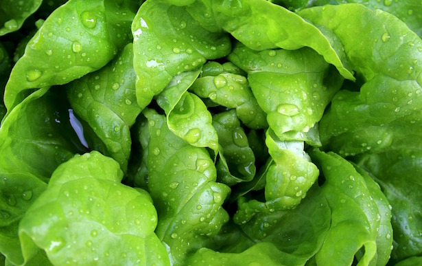 lattuga a cappuccio invernale