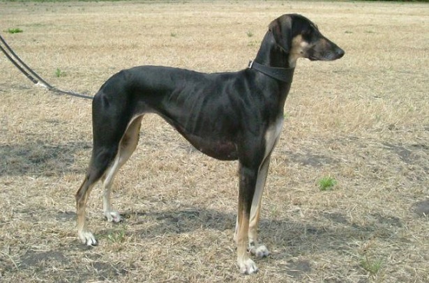 levriero arabo sloughi