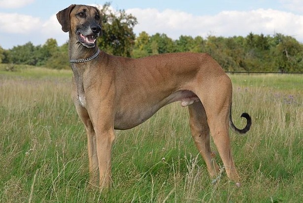 levriero arabo sloughi levriero arabo sloughi