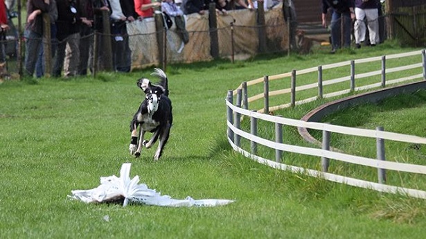 levriero arabo sloughi levriero arabo sloughi