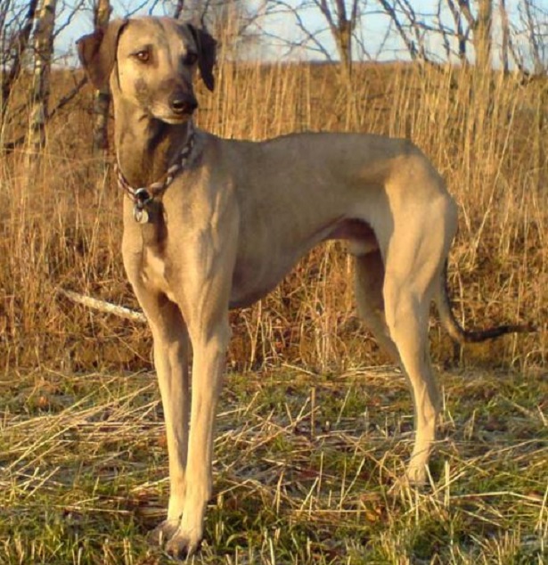 levriero arabo sloughi levriero arabo sloughi