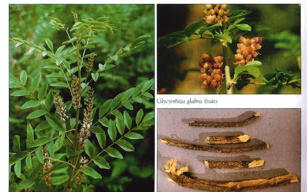 liquirizia coltivazione