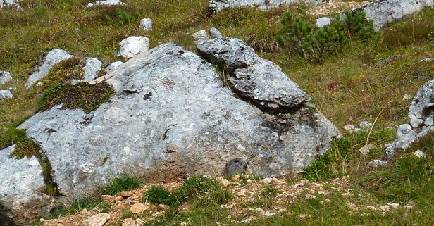 Marmotta all'Alpe Senes