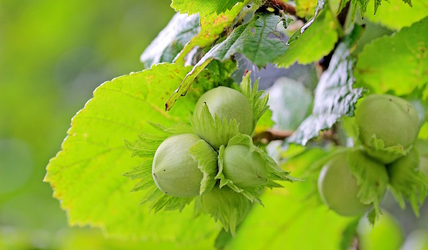 nocciolo coltivazione pianta
