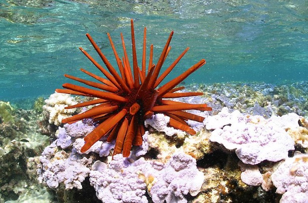 parco marino più grande del mondo alle hawaii 