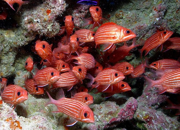 parco marino più grande del mondo alle hawaii 