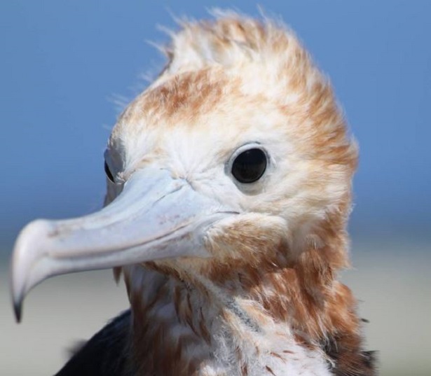 parco marino più grande del mondo alle hawaii 