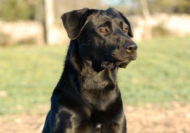 Perro Dogo Mallorquin Perro Dogo Mallorquin