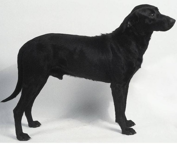 Perro Dogo Mallorquin Perro Dogo Mallorquin