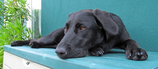 Perro Dogo Mallorquin Perro Dogo Mallorquin