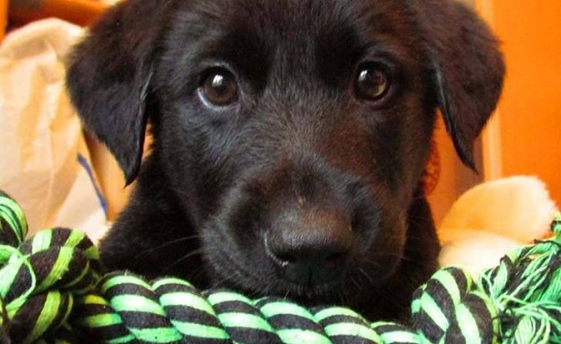 Perro Dogo Mallorquin Perro Dogo Mallorquin