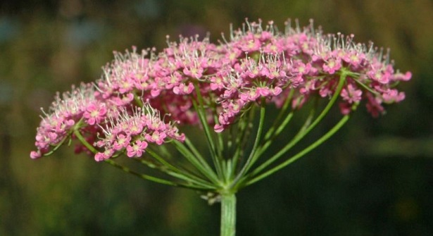 pimpinella pimpinella