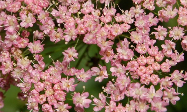 pimpinella