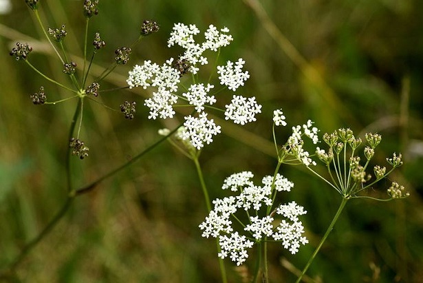 pimpinella pimpinella
