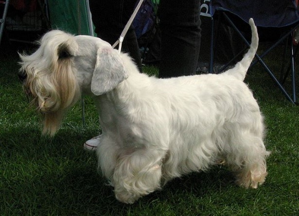 sealyham terrier