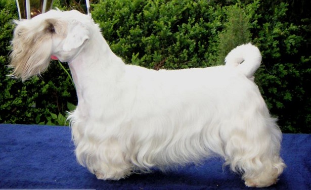 sealyham terrier