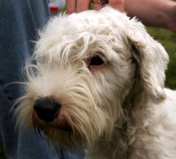 sealyham terrier