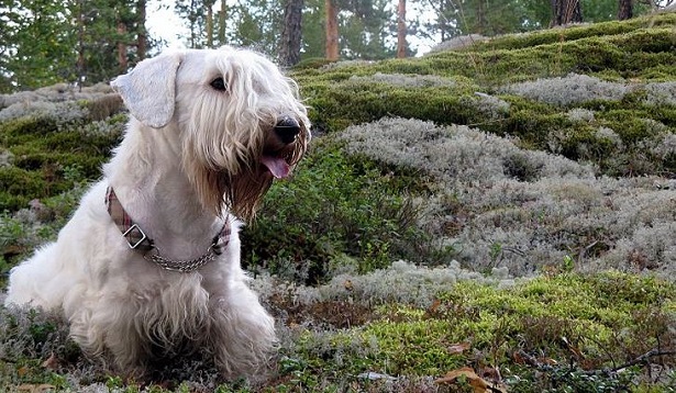 sealyham terrier