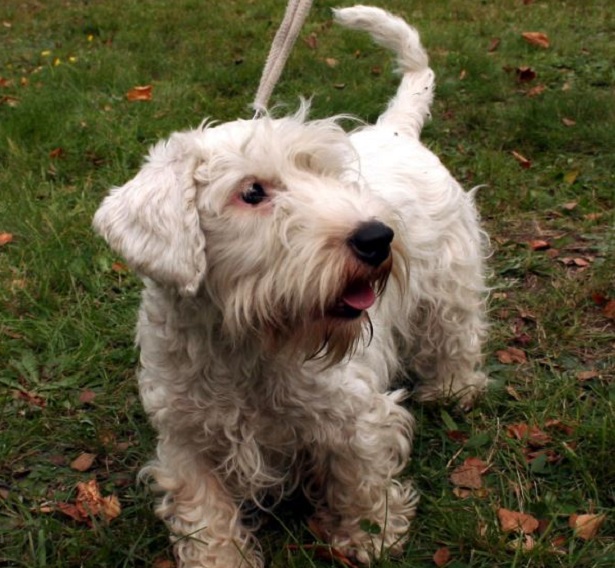 sealyham terrier
