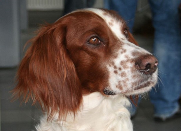 muso del setter irlandese rosso bianco setter irlandese rosso bianco in primo piano