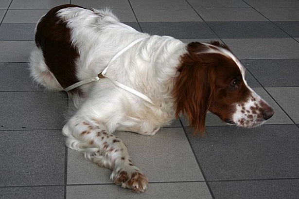 setter irlandese rosso bianco disteso setter irlandese rosso bianco disteso