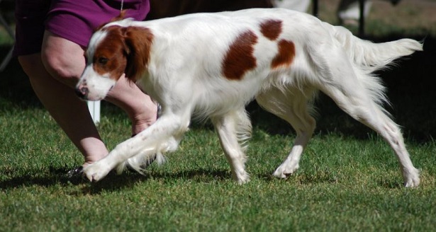 setter irlandese rosso bianco al passo setter irlandese rosso bianco al passo