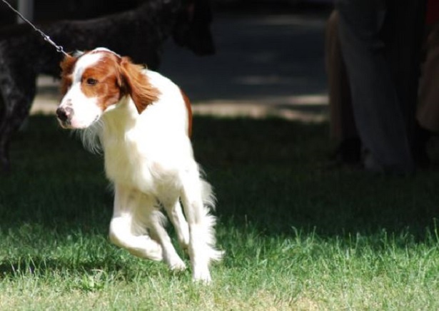 setter irlandese rosso bianco setter irlandese rosso bianco