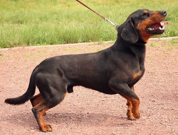 slovensky kopov slovensky kopov