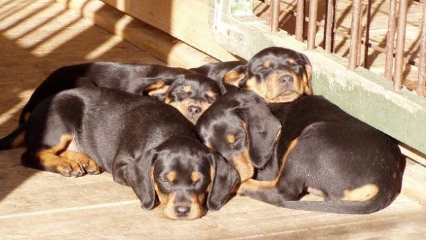 slovensky kopov slovensky kopov