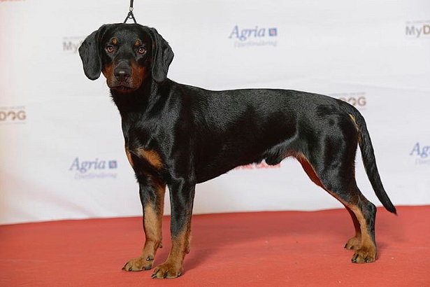 slovensky kopov slovensky kopov