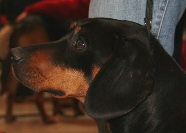 slovensky kopov slovensky kopov