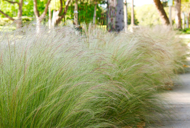 stipa tenuissima