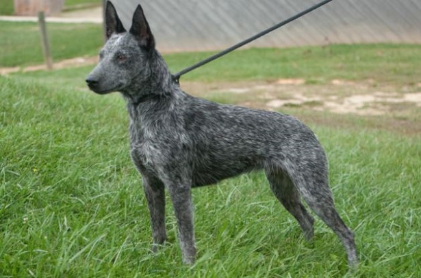 Australian Stumpy Tail Cattle dog