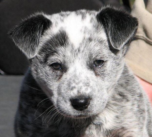 Australian Stumpy Tail Cattle dog