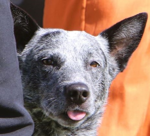 Australian Stumpy Tail Cattle dog