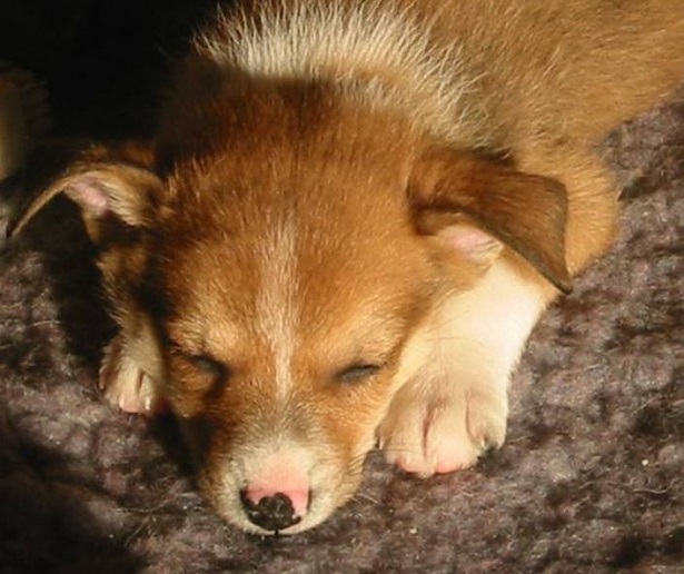 Norsk Lundehund al sole