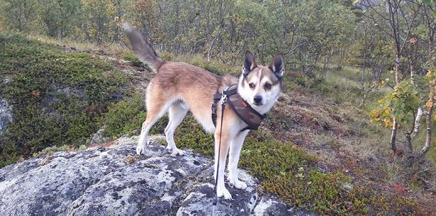 Norsk Lundehund 