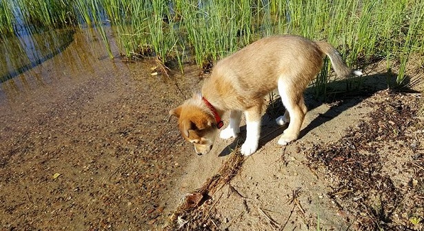 Cucciolo di Norsk Lundehund 