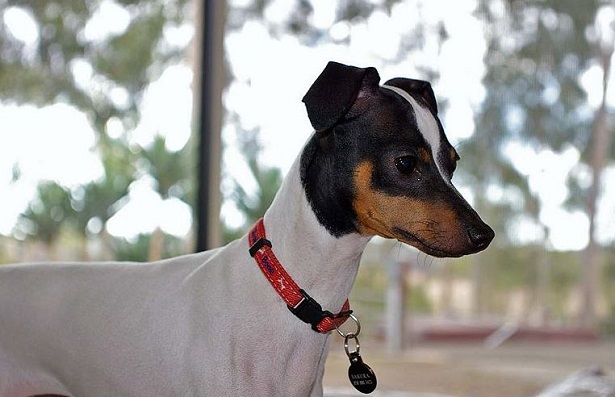 Terrier giapponese Terrier giapponese